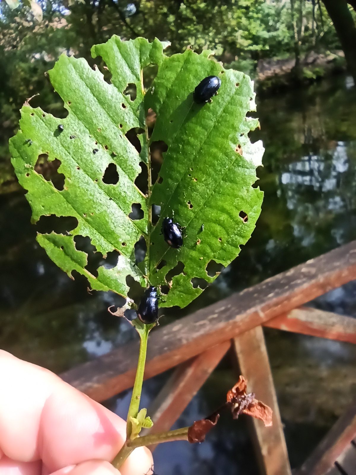 Agelastica alni